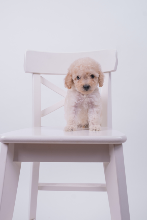 white maltipoo puppy on chair